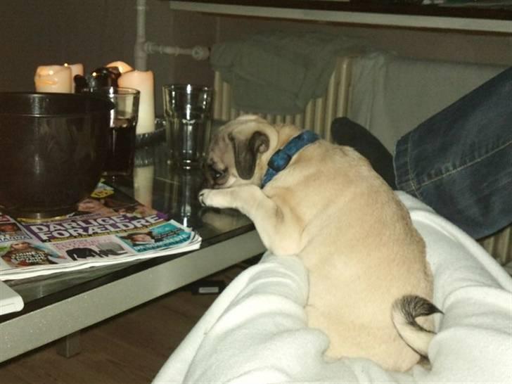 Mops Joey - gik lige kold på sofabordet  billede 17