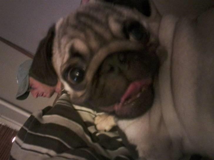 Mops Joey - glade joey <3 billede 18