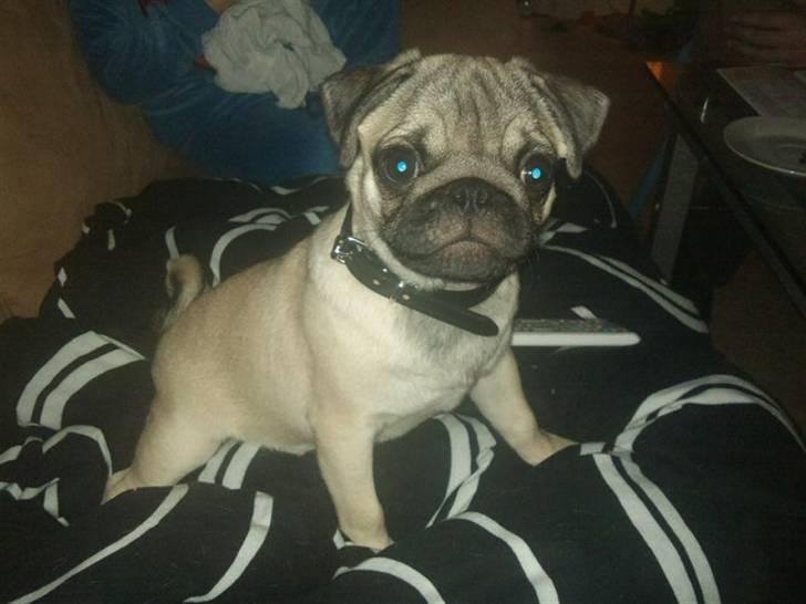 Mops Joey - hej!!!!! smukke joey <3 billede 19