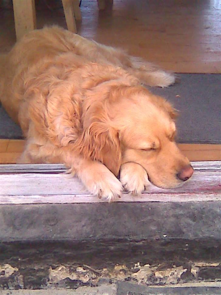 Golden retriever Gismo<3 - Jeg tager mif lige en lur billede 5