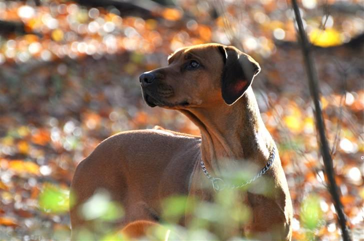 Rhodesian ridgeback M'Gongo Tasu A Saba - Efterår 2010 - 7 November ... Foto: Isabella Larsen (Mig) billede 2