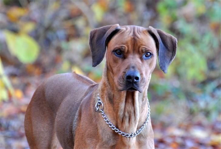 Rhodesian ridgeback M'Gongo Tasu A Saba - Efterår 2010 - 7 November ... Foto: Isabella Larsen (Mig) billede 3