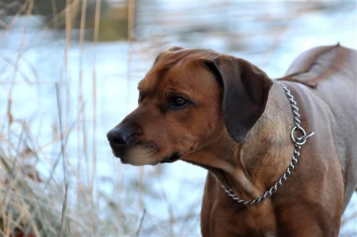 Rhodesian ridgeback M'Gongo Tasu A Saba - Efterår 2010 - 7 November ... Foto: Isabella Larsen (Mig) billede 4