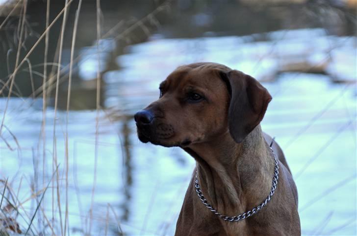 Rhodesian ridgeback M'Gongo Tasu A Saba - Efterår 2010 - 7 November ... Foto: Isabella Larsen (Mig) billede 5
