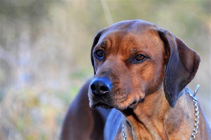 Rhodesian ridgeback M'Gongo Tasu A Saba - Efterår 2010 - 7 November ... Foto: Isabella Larsen (Mig) billede 6