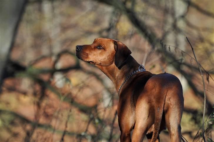 Rhodesian ridgeback M'Gongo Tasu A Saba - Efterår 2010 - 7 November ... Foto: Isabella Larsen (Mig) billede 7