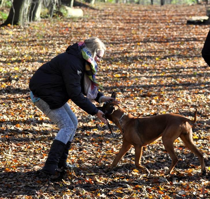 Rhodesian ridgeback M'Gongo Tasu A Saba - Efterår 2010 - 7 November ... Foto: Far billede 8