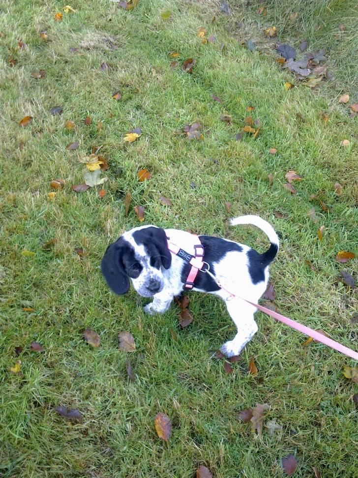 Blanding af racer Tika billede 11