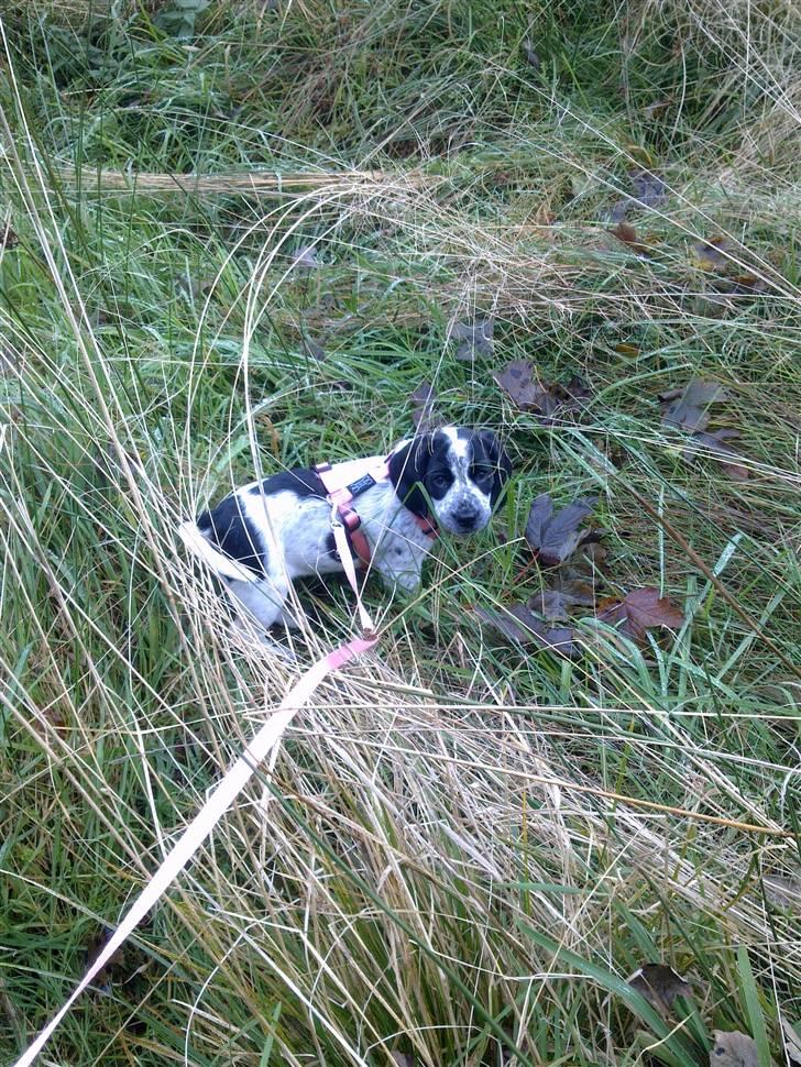 Blanding af racer Tika billede 12