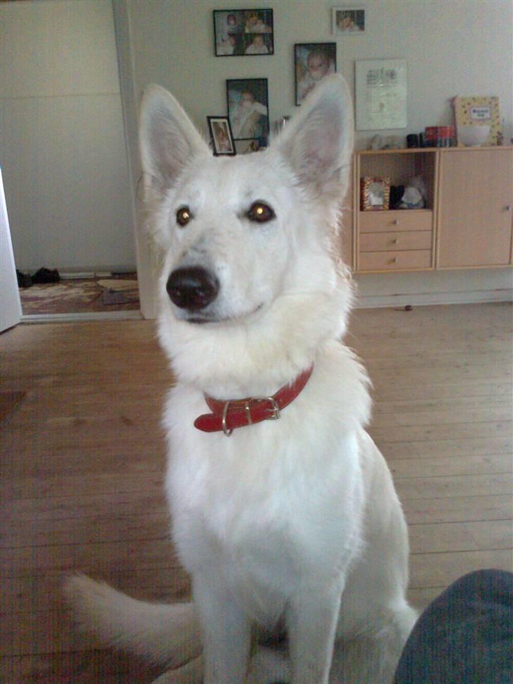 Hvid schæfer Sita billede 1