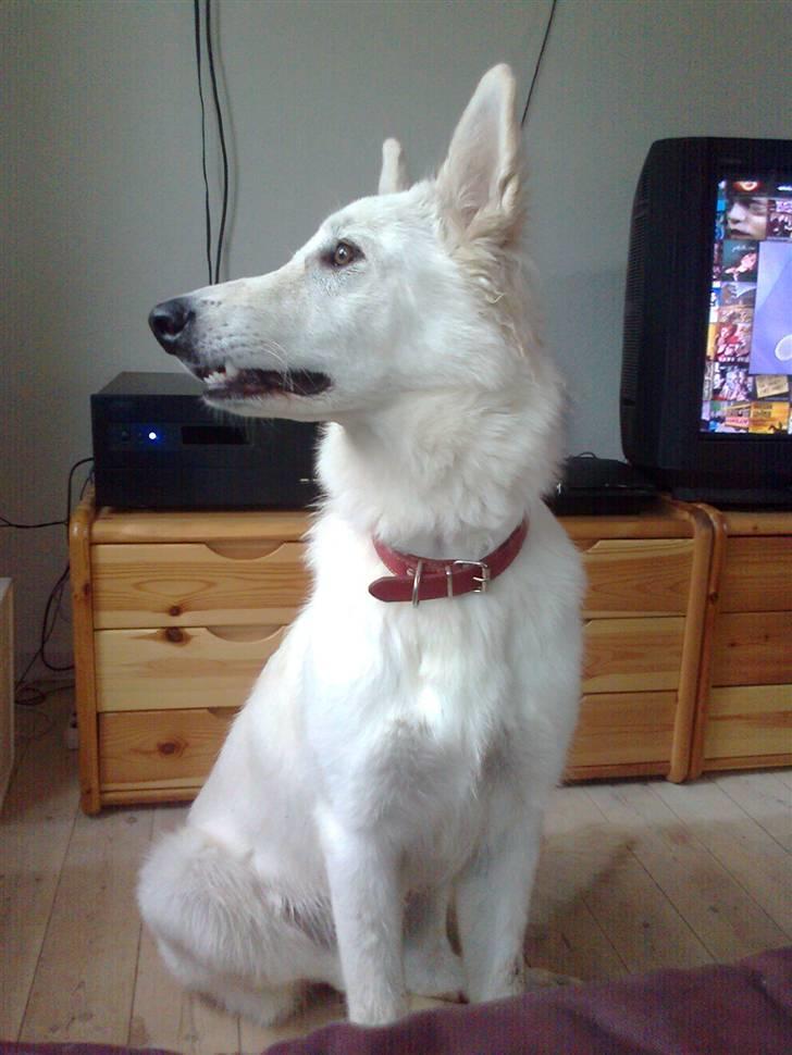 Hvid schæfer Sita billede 2