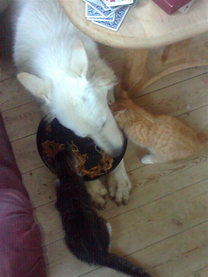 Hvid schæfer Sita - Sita kommer godt ud af det med vores katte (-: billede 3