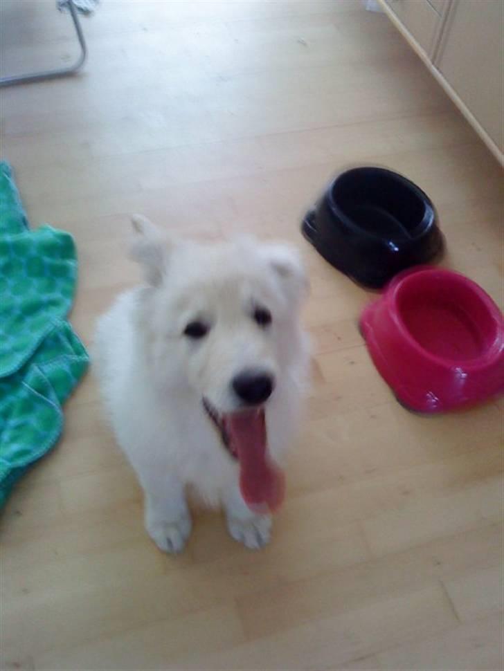 Hvid schæfer Sita - Hun var en lille uldtot som lille. billede 4