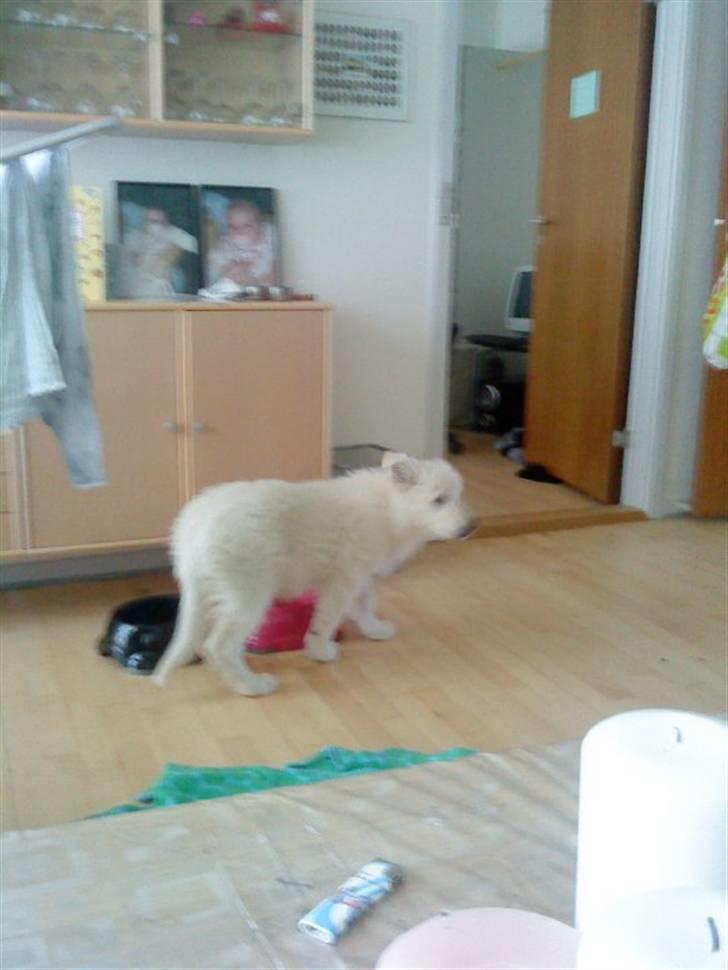 Hvid schæfer Sita billede 5