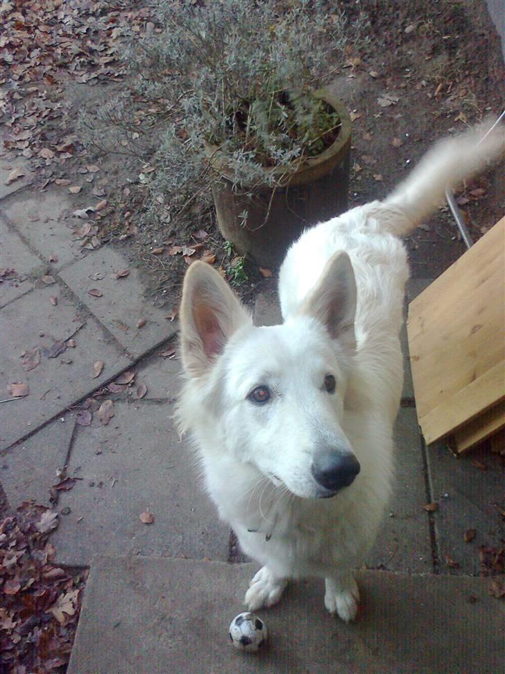 Hvid schæfer Sita billede 6