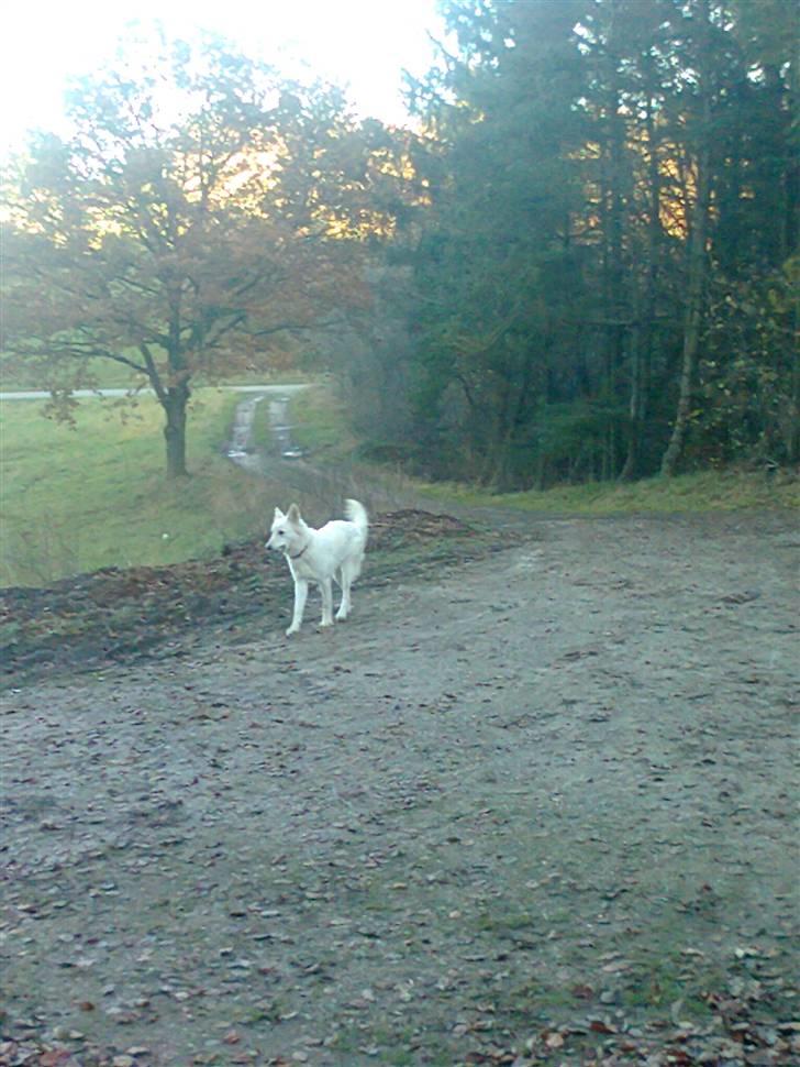 Hvid schæfer Sita billede 7