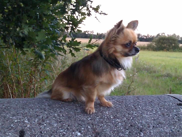 Chihuahua Amigo billede 8