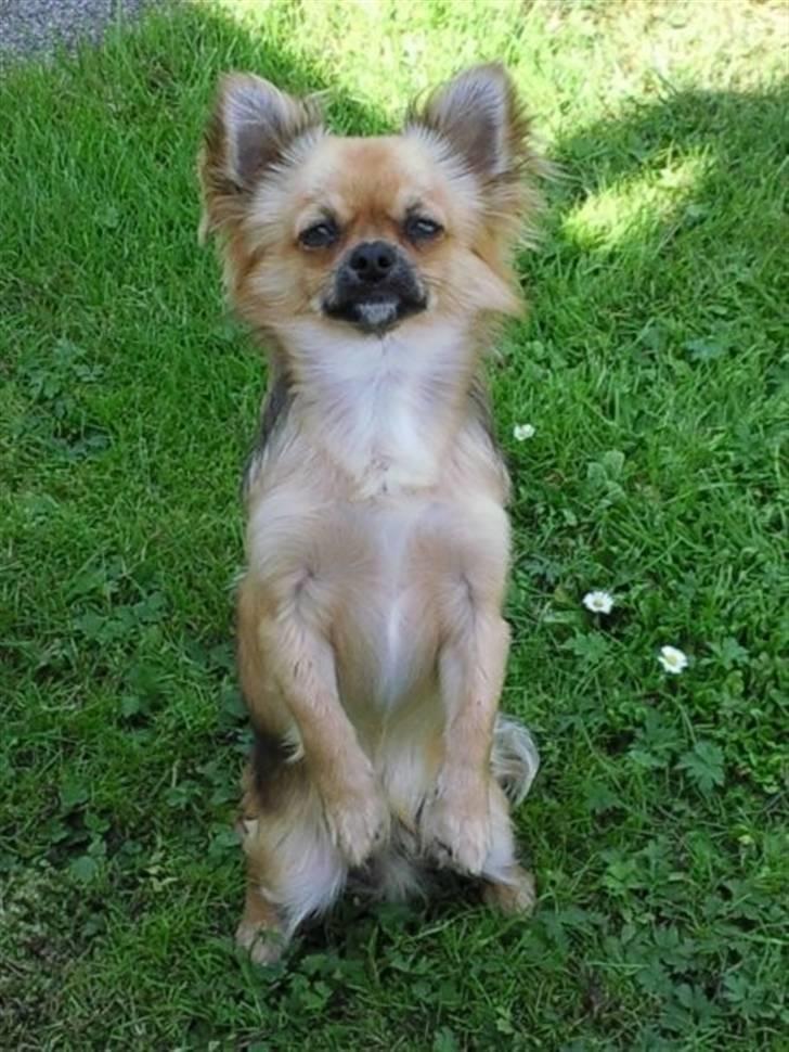 Chihuahua Amigo billede 9