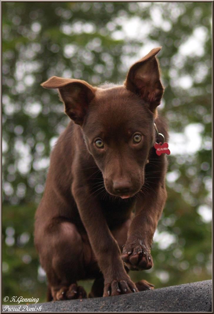 Australsk kelpie Skovfarmen's brown Hidden Agenda (Cooma) billede 1