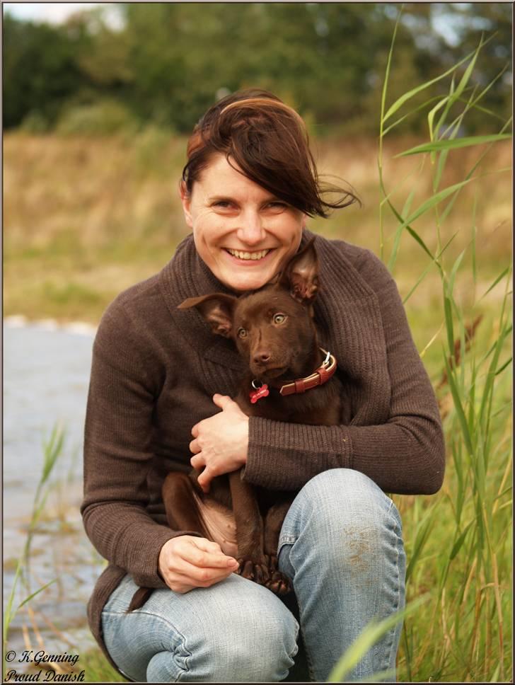 Australsk kelpie Skovfarmen's brown Hidden Agenda (Cooma) billede 2