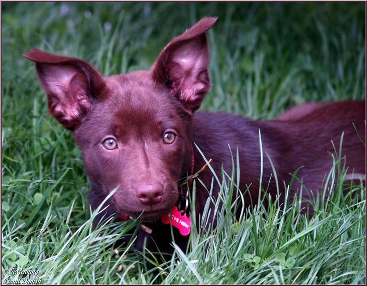 Australsk kelpie Skovfarmen's brown Hidden Agenda (Cooma) billede 3
