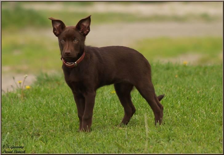 Australsk kelpie Skovfarmen's brown Hidden Agenda (Cooma) billede 4
