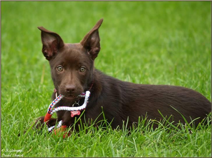 Australsk kelpie Skovfarmen's brown Hidden Agenda (Cooma) billede 5
