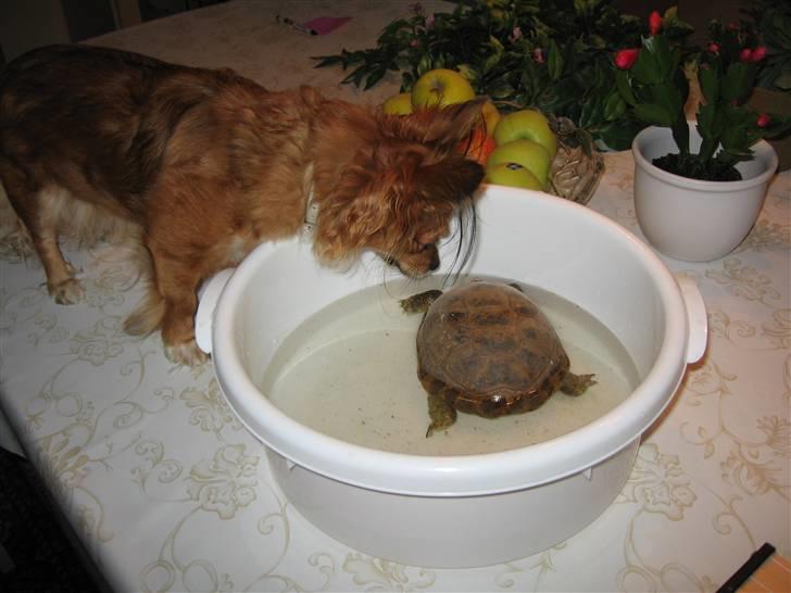 Chihuahua Bella - Bella og Futte.. "hvad pokker er dette for et mærkeligt dyr?" billede 16