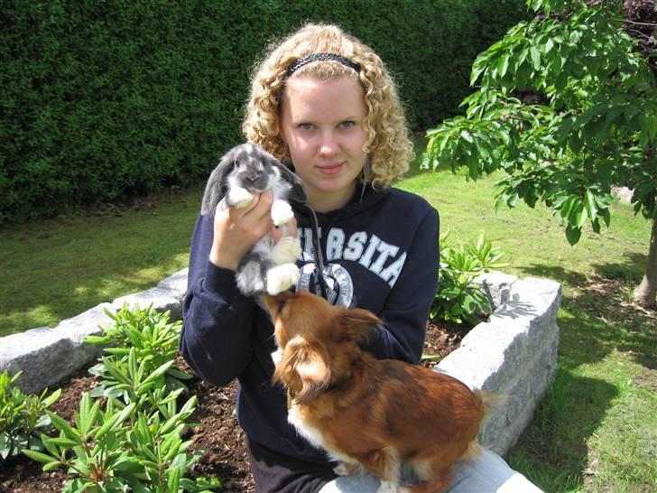 Chihuahua Bella - Novak blev vel mødt billede 17