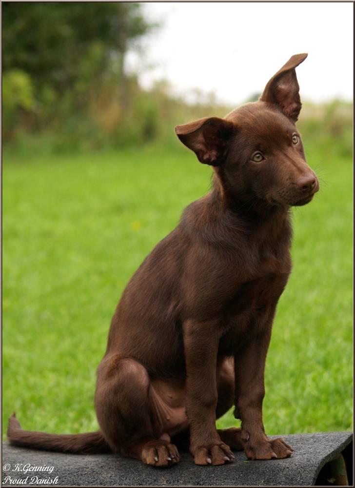 Australsk kelpie Skovfarmen's brown Hidden Agenda (Cooma) billede 6