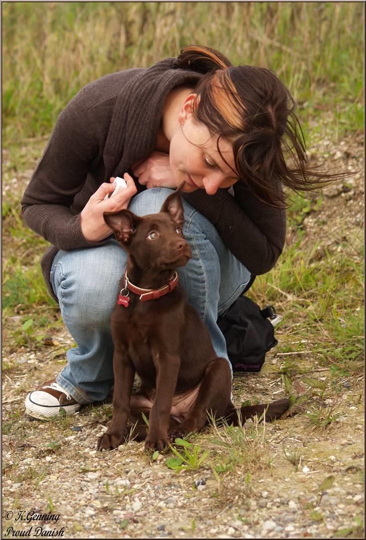 Australsk kelpie Skovfarmen's brown Hidden Agenda (Cooma) billede 7