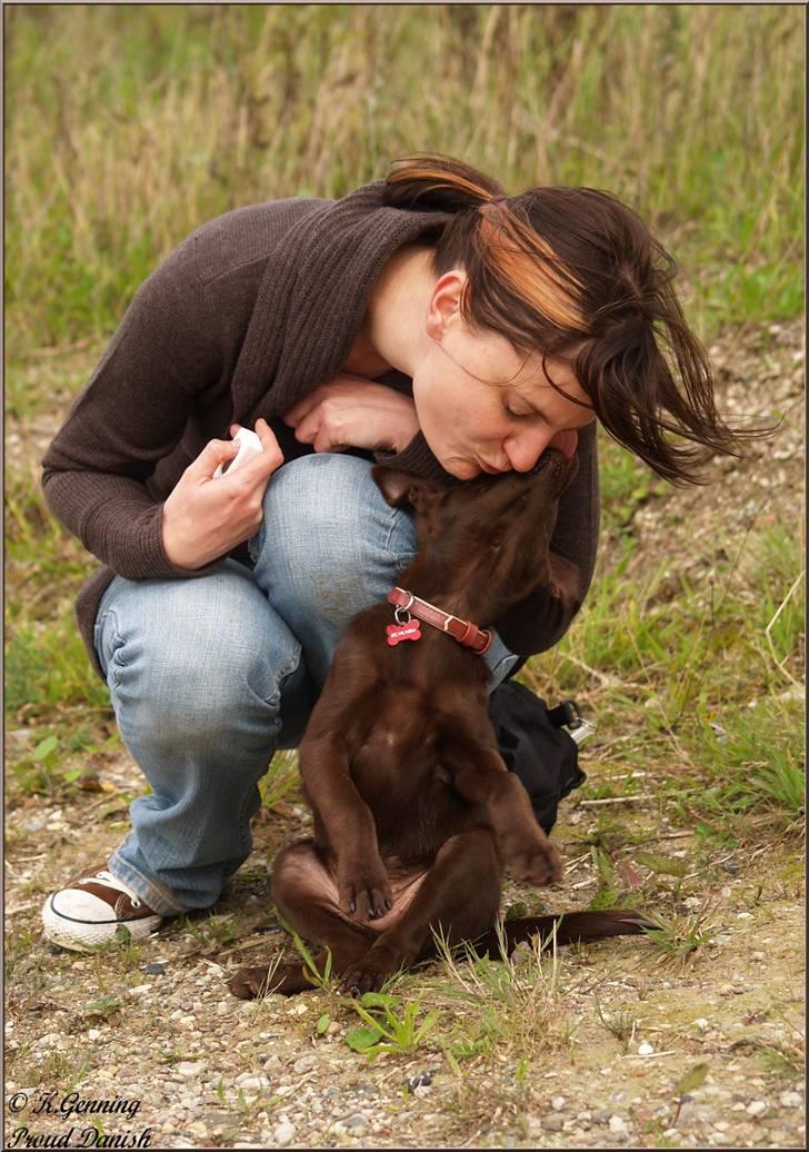 Australsk kelpie Skovfarmen's brown Hidden Agenda (Cooma) billede 8