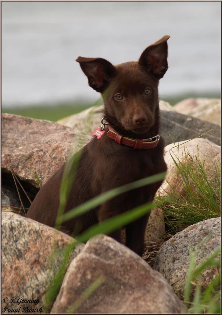 Australsk kelpie Skovfarmen's brown Hidden Agenda (Cooma) billede 9