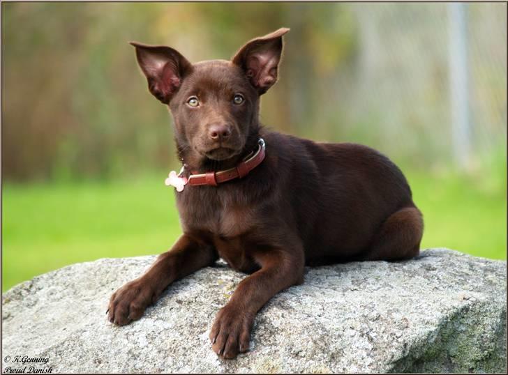 Australsk kelpie Skovfarmen's brown Hidden Agenda (Cooma) billede 10