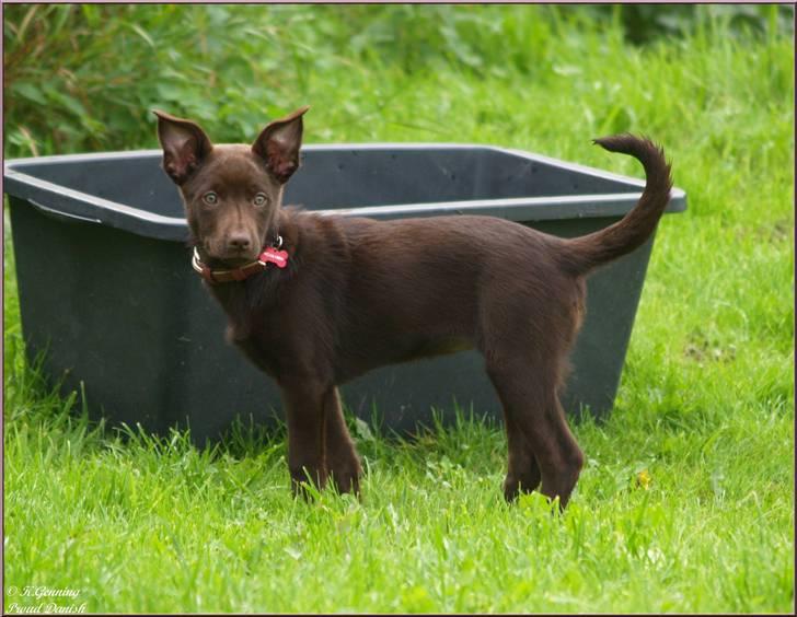 Australsk kelpie Skovfarmen's brown Hidden Agenda (Cooma) billede 11