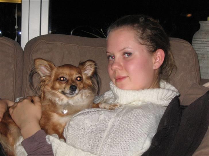 Chihuahua Bella billede 18