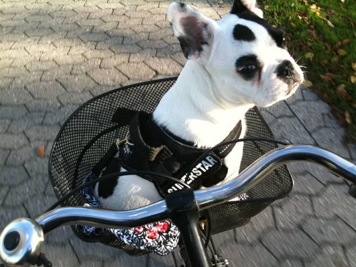 Fransk bulldog PrutFiis billede 7