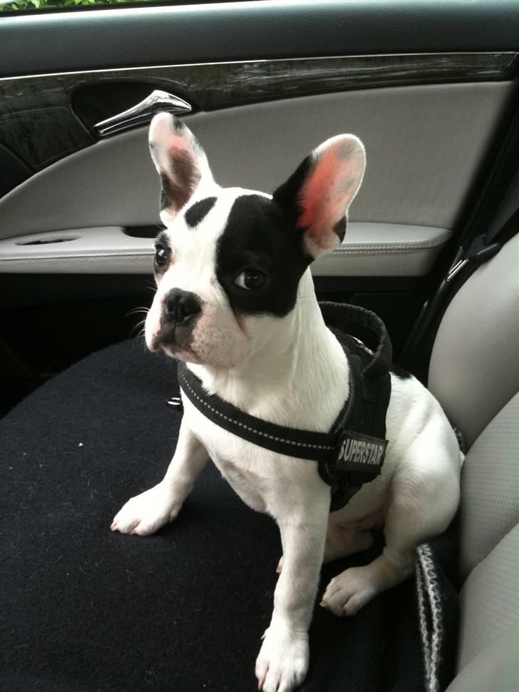 Fransk bulldog PrutFiis billede 8