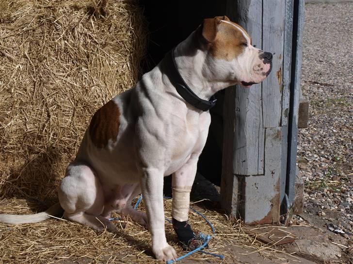 Amerikansk bulldog Fighter  - Fighter et par dage efter han var blevet syet i benet og kastereret 2010.. billede 17