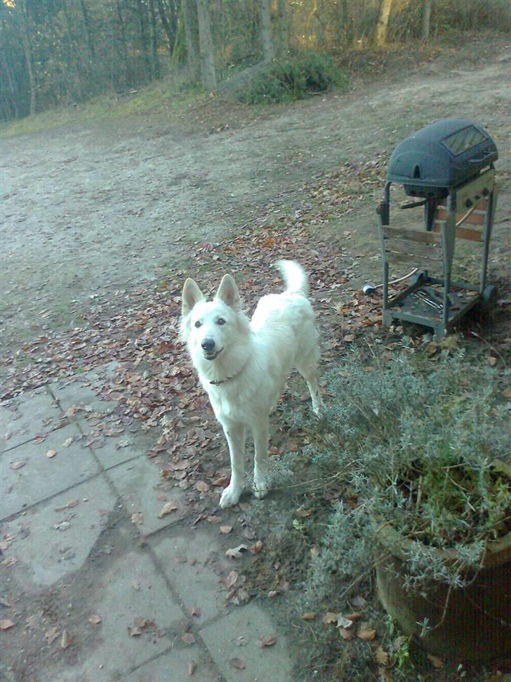 Hvid schæfer Sita billede 8