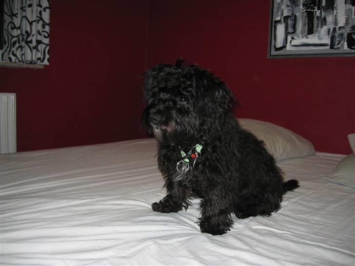 Blanding af racer Egon - Egon 6 måneder  billede 12