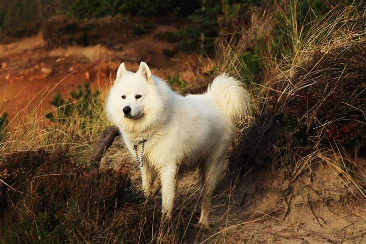 Samojedhund Chiko billede 18