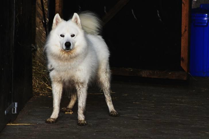 Samojedhund Chiko billede 19