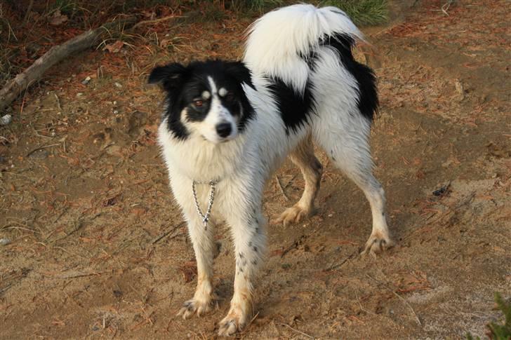 Blanding af racer Samojed/DSG Bella billede 13