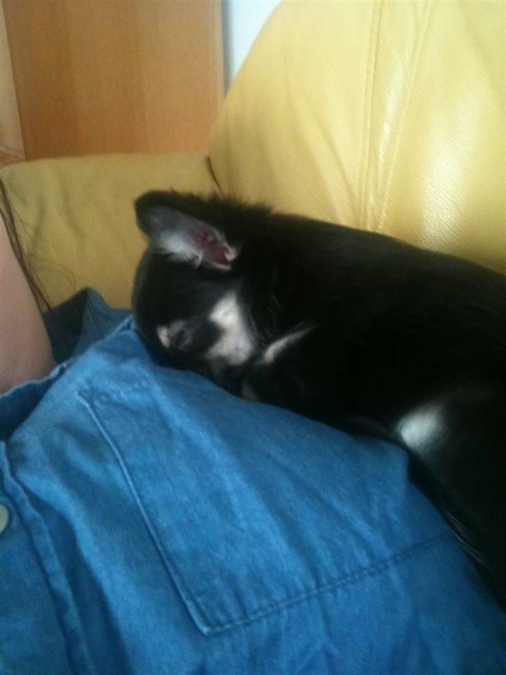 Chihuahua Belle billede 7