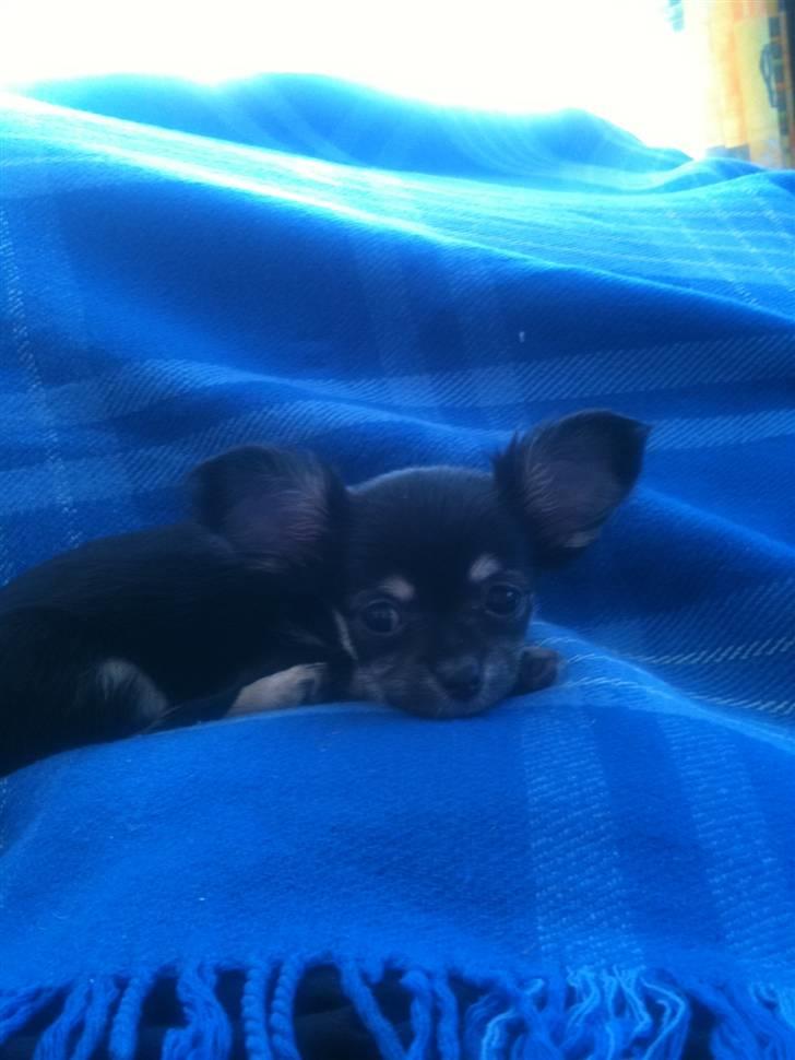 Chihuahua Belle billede 8