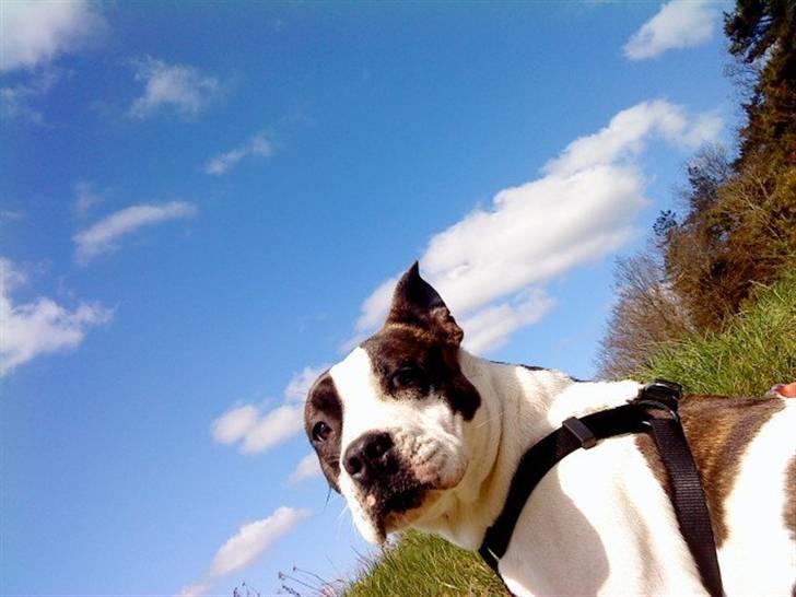 Amerikansk staffordshire terrier DKK For Your Eyes Only  billede 9