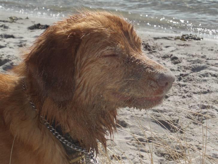 Nova scotia duck tolling retriever Ricco billede 1