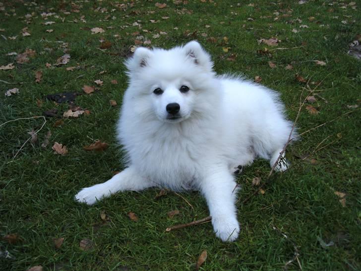 Japansk spids Masaru Prins Of Victory billede 10