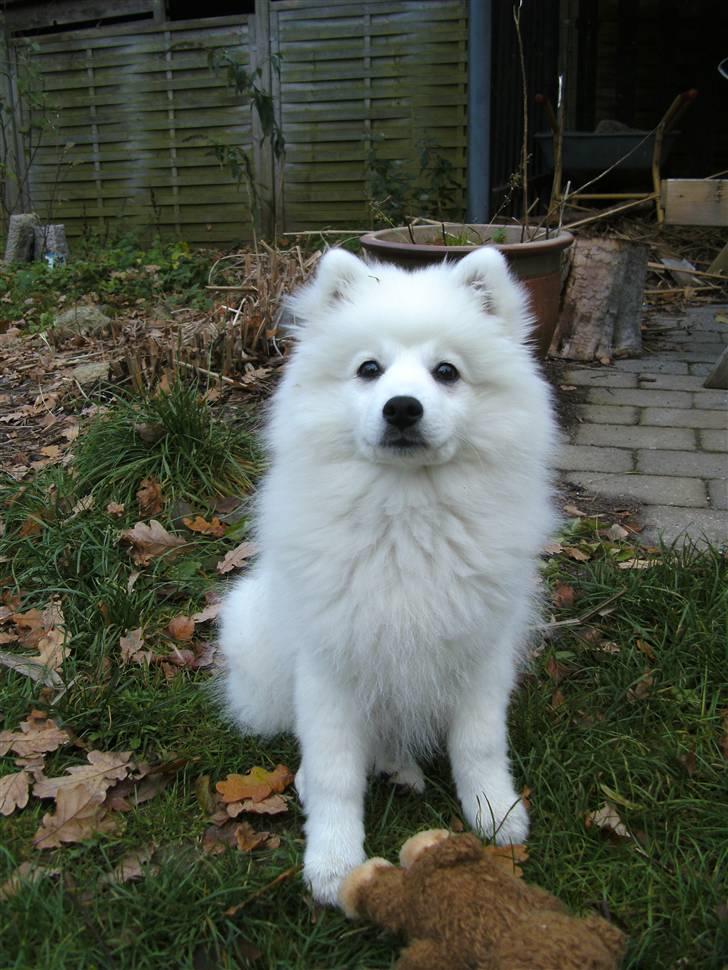 Japansk spids Masaru Prins Of Victory billede 11